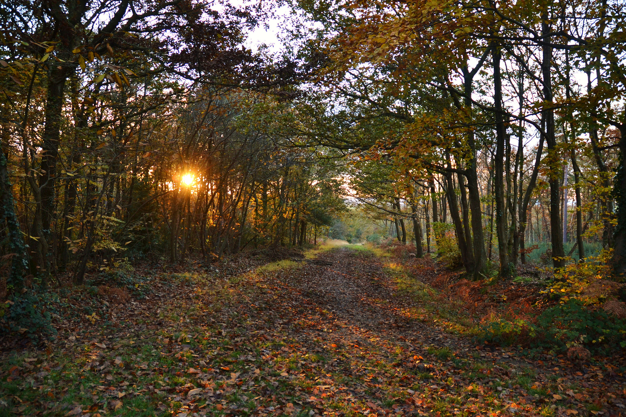 Nikon D3100 sample photo. Autumn sun photography