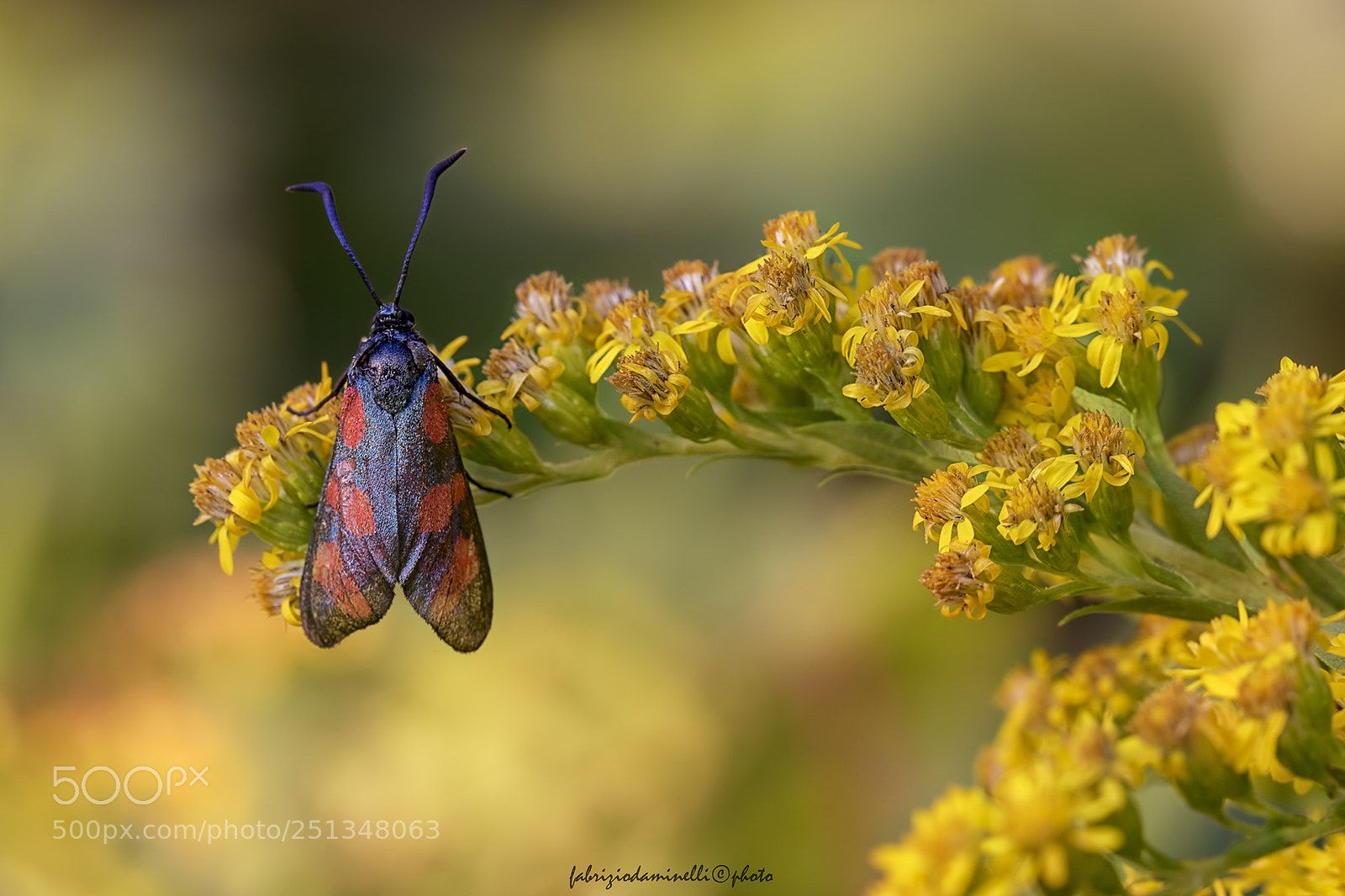 Canon EOS 7D Mark II sample photo. Zygaena filipendulae photography