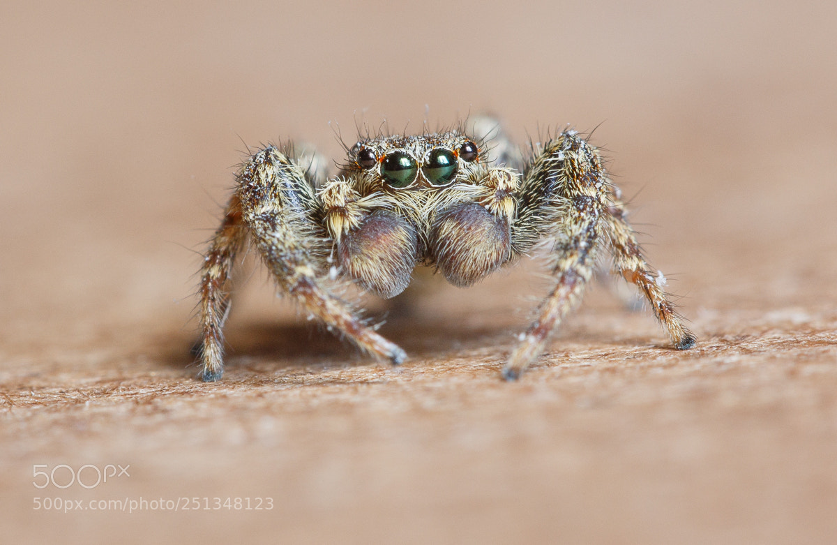 Canon EOS 7D Mark II sample photo. Marpissa muscosa photography