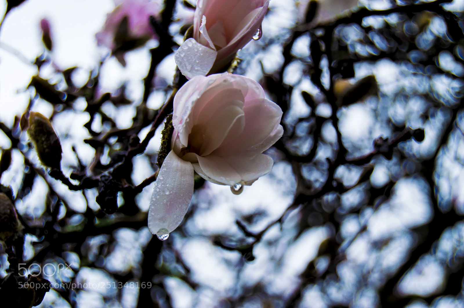 Nikon D3200 sample photo. Magnolia flower photography