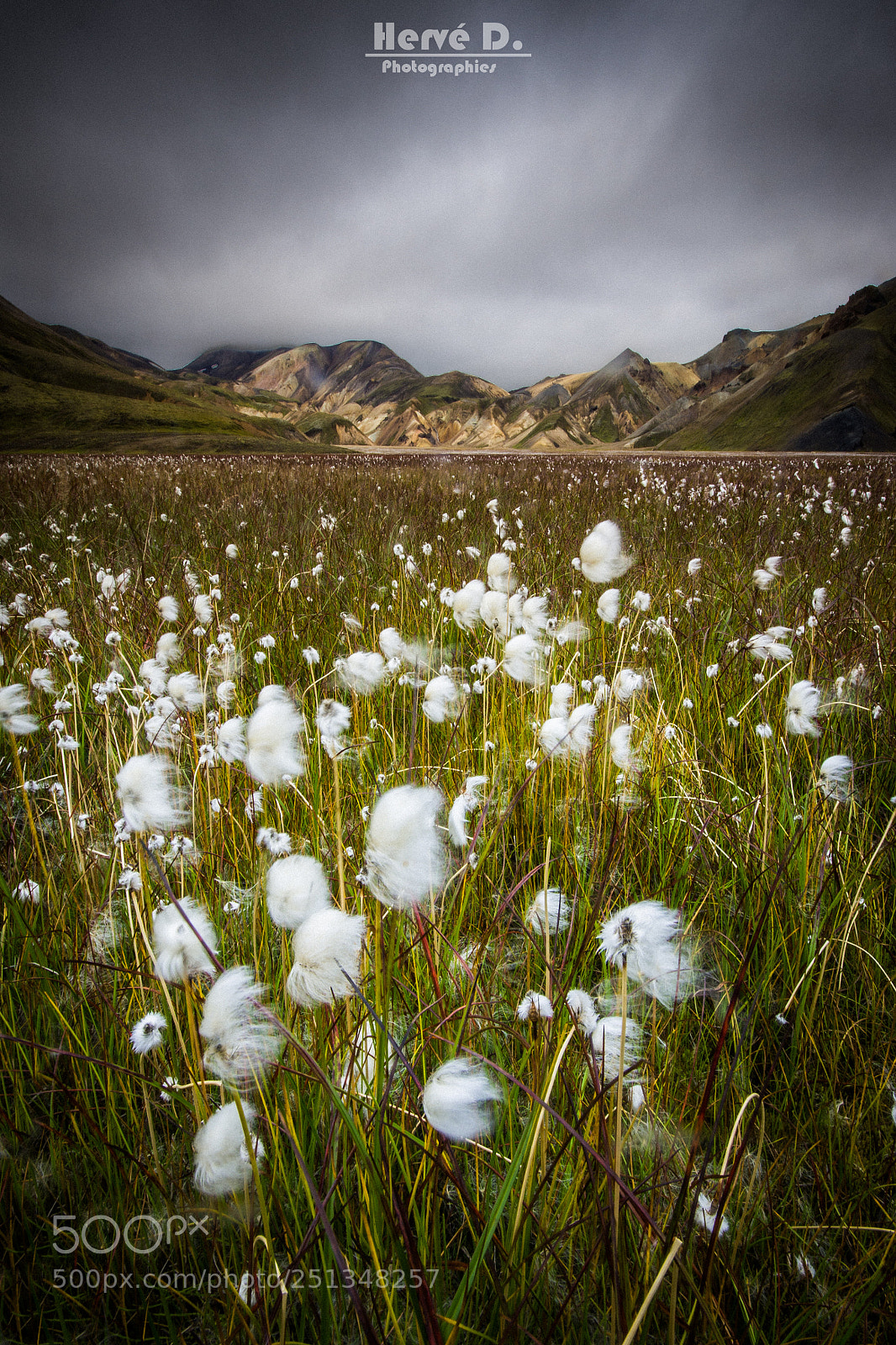 Pentax K-5 sample photo. Landmannalaugar cotton grass photography