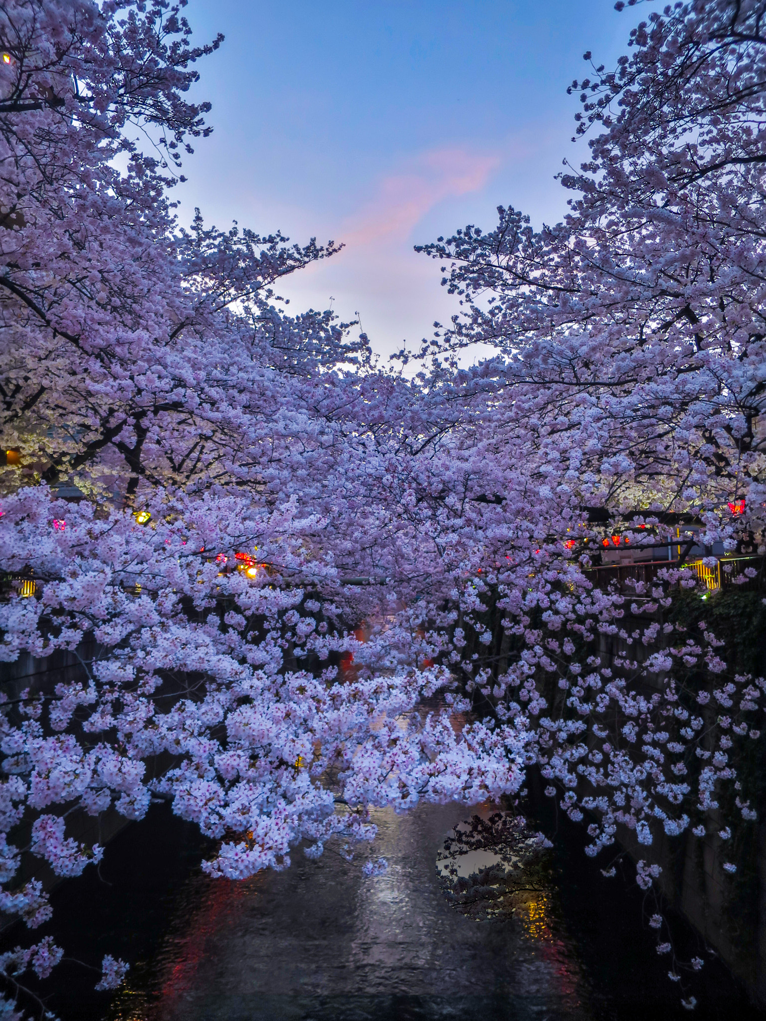 Canon PowerShot S120 sample photo. Sunset cloud and cherry　blossoms in full bloom photography