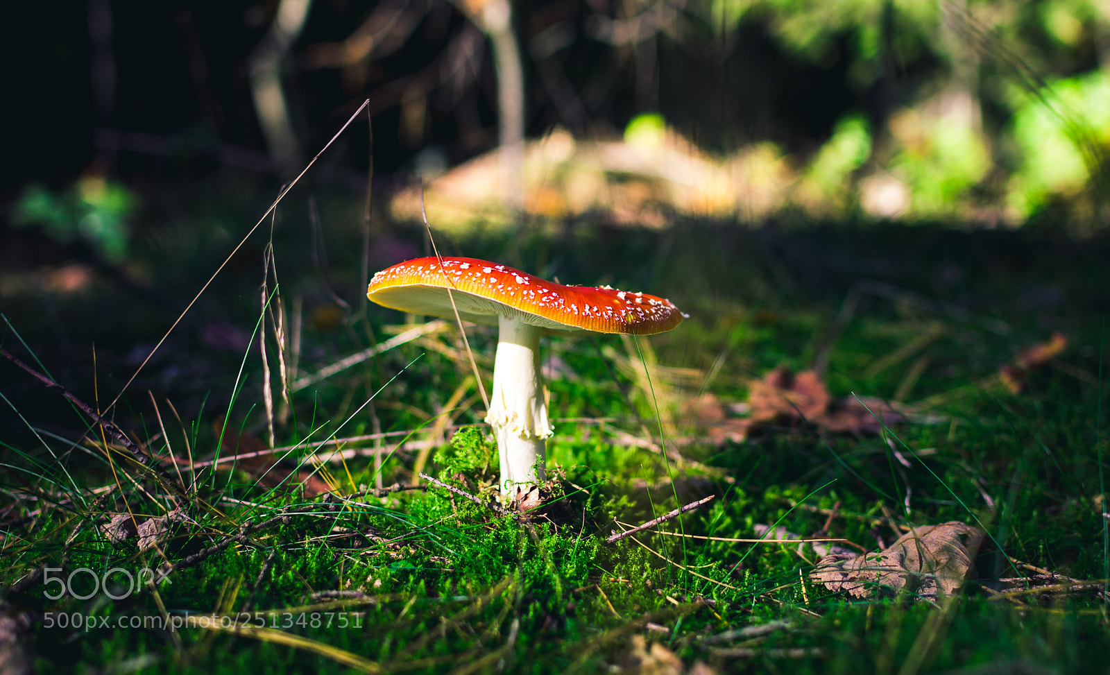 Nikon D5200 sample photo. Toadstool photography