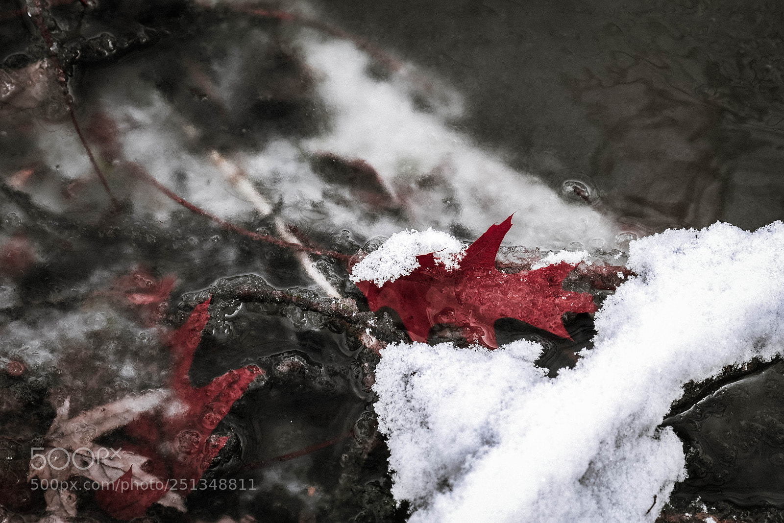 Panasonic Lumix DMC-G7 sample photo. Red leaf photography