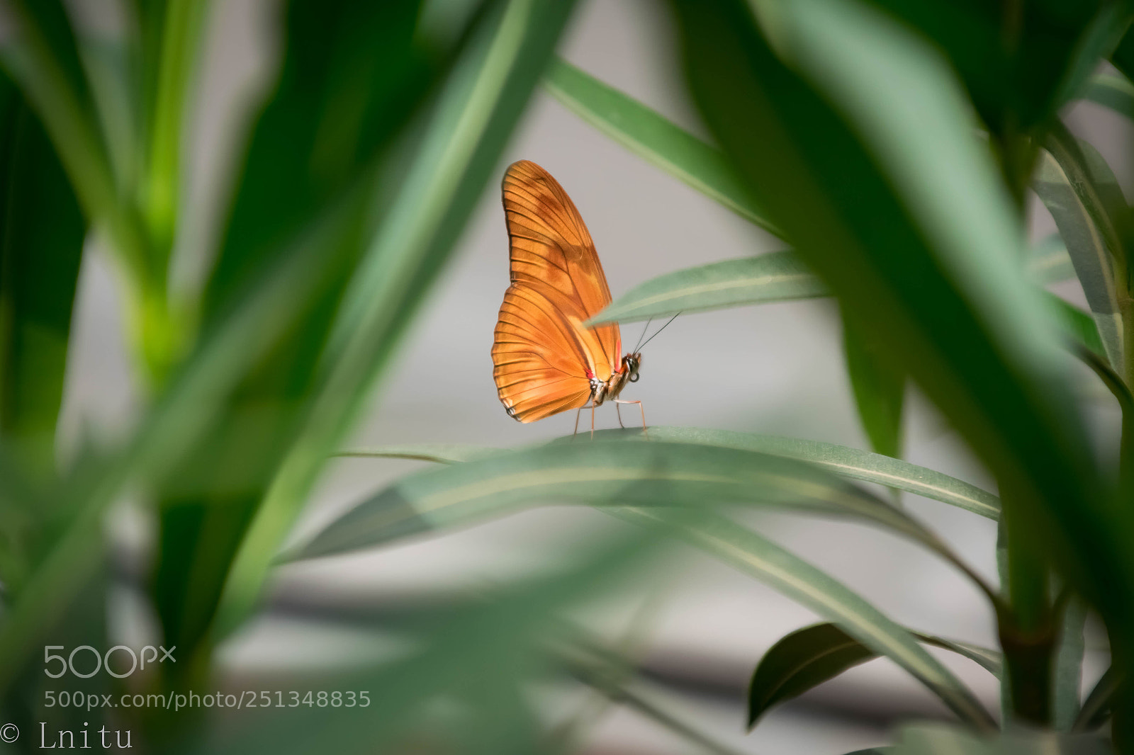 Nikon D5300 sample photo. Mariposa photography
