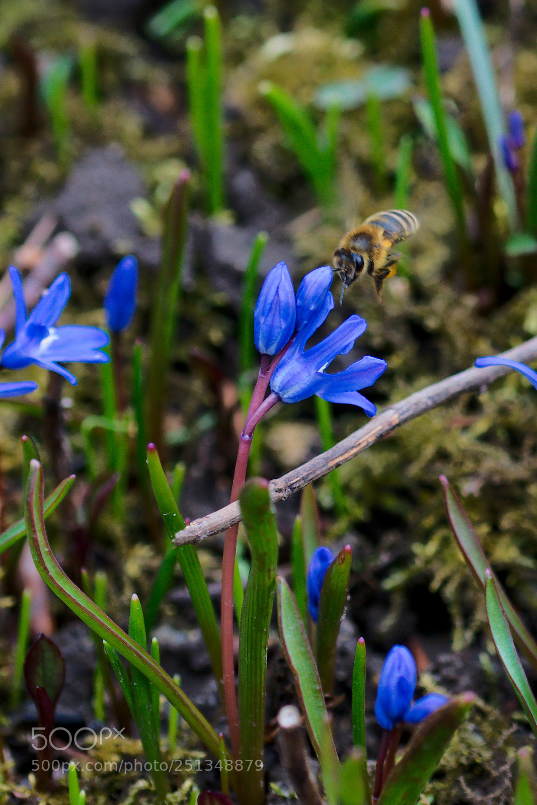 Sony a6000 sample photo. Enjoying a bee fly photography