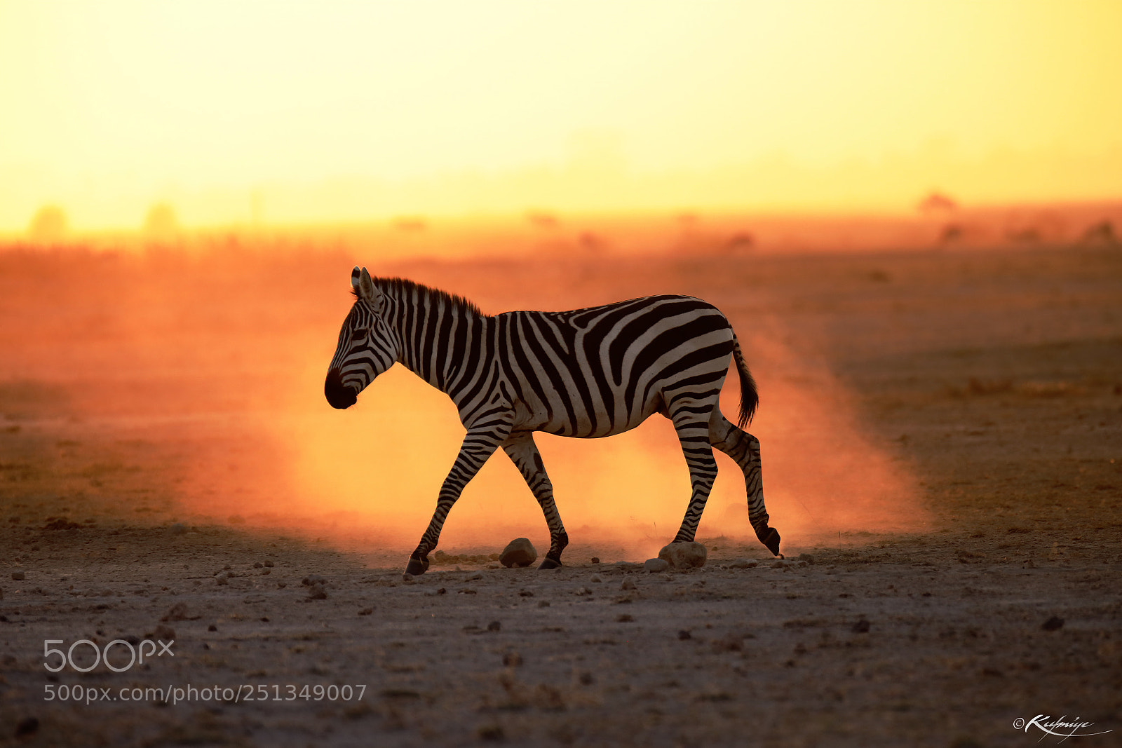 Canon EOS 5D Mark IV sample photo. Zebra at dusk photography