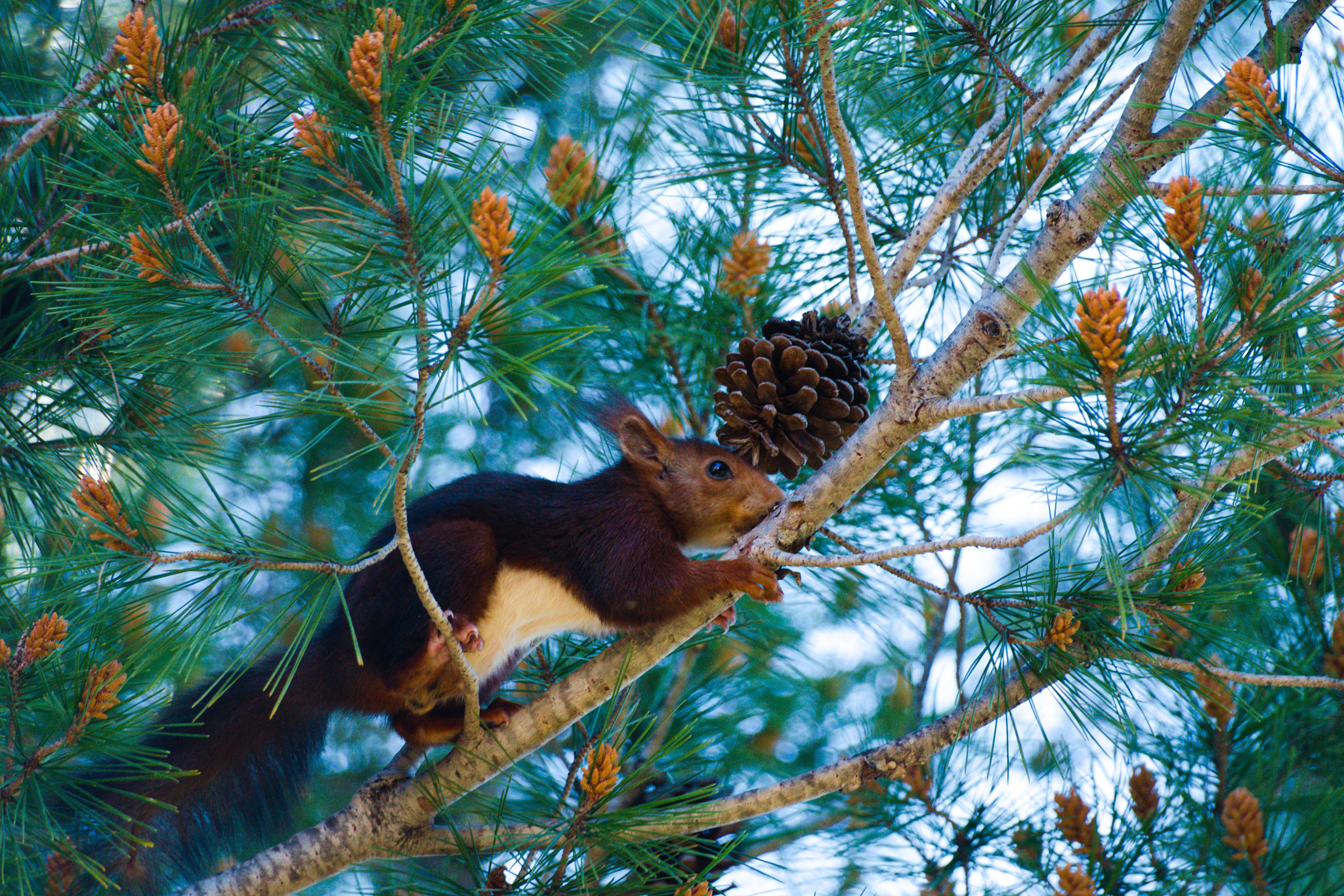 Nikon D3300 + Sigma 70-300mm F4-5.6 APO DG Macro sample photo. Squirrel photography