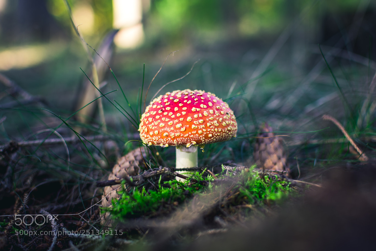 Nikon D5200 sample photo. Toadstool photography