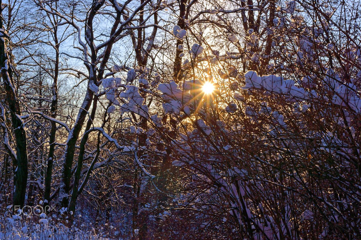Sony SLT-A65 (SLT-A65V) sample photo. Зима, снег, солнце ... photography