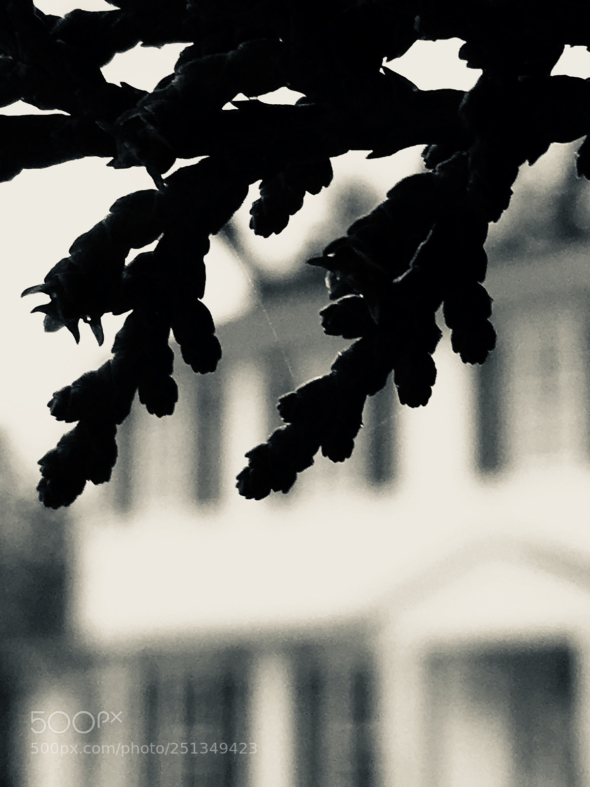 Apple iPhone SE sample photo. Untitled photography