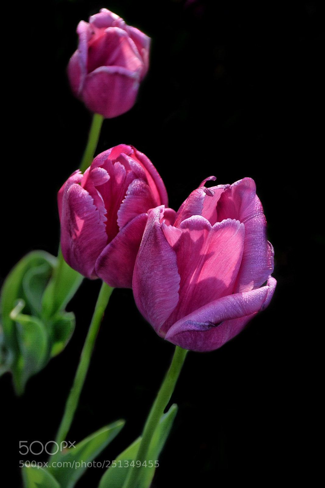 Nikon D5500 sample photo. Tulip3 photography