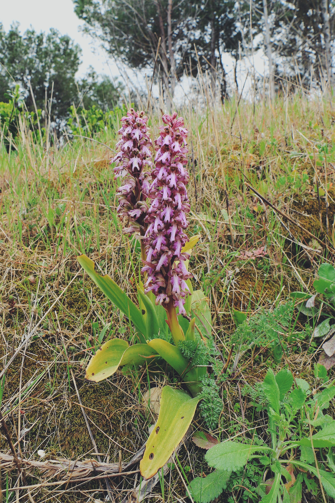 Canon EOS 70D sample photo. Orquidea d'empuries photography