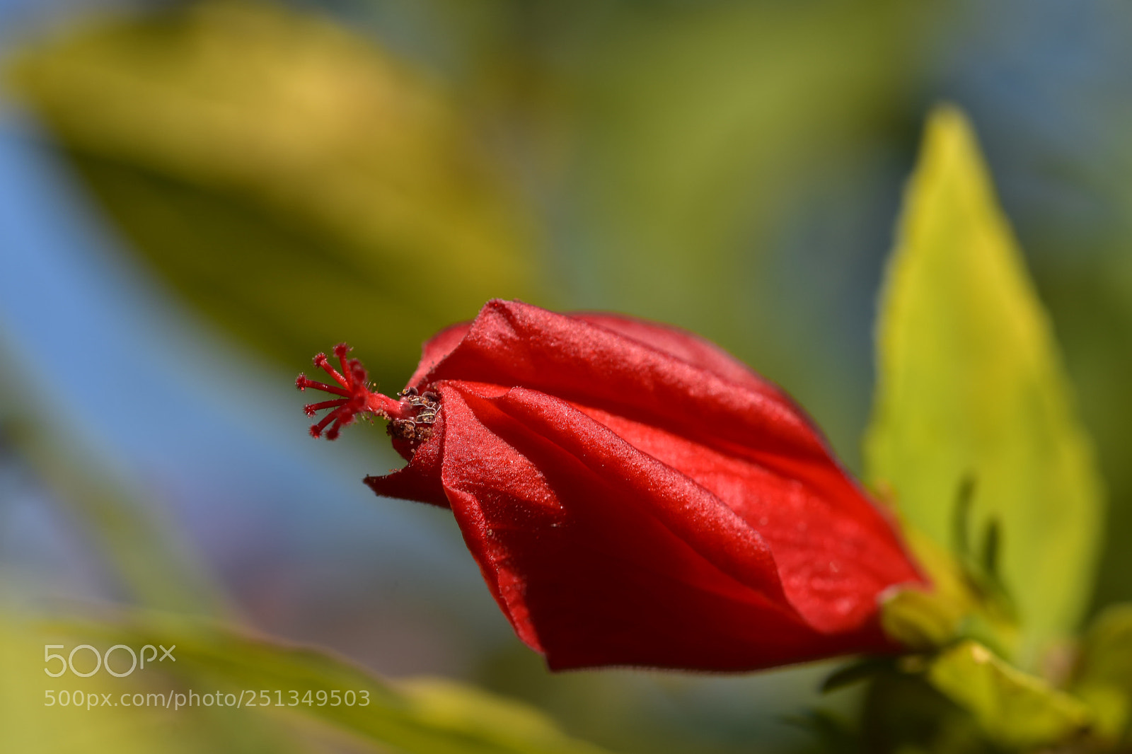 Nikon D7200 sample photo. Flower photography