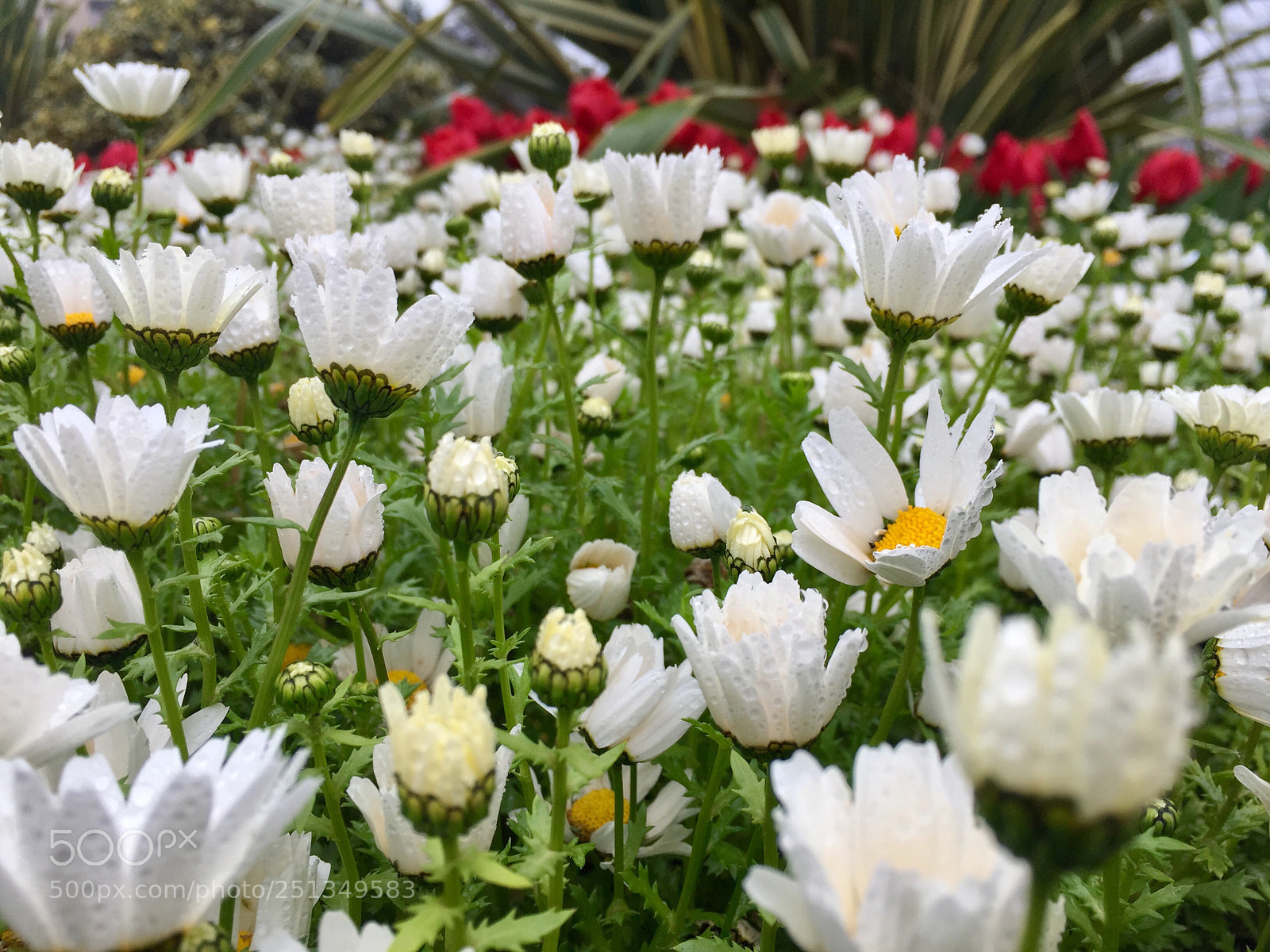 Apple iPhone 6 sample photo. Lacrimosa  photography