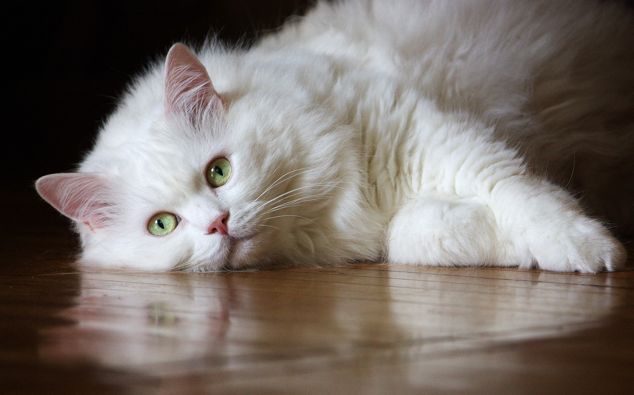 Canon EF-S 55-250mm F4-5.6 IS sample photo. Tisha photography