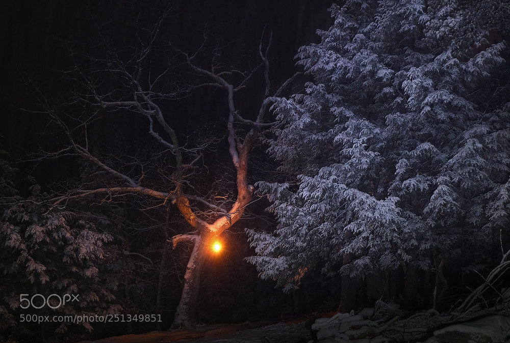 Fujifilm X-E3 sample photo. Lampinthewoods photography