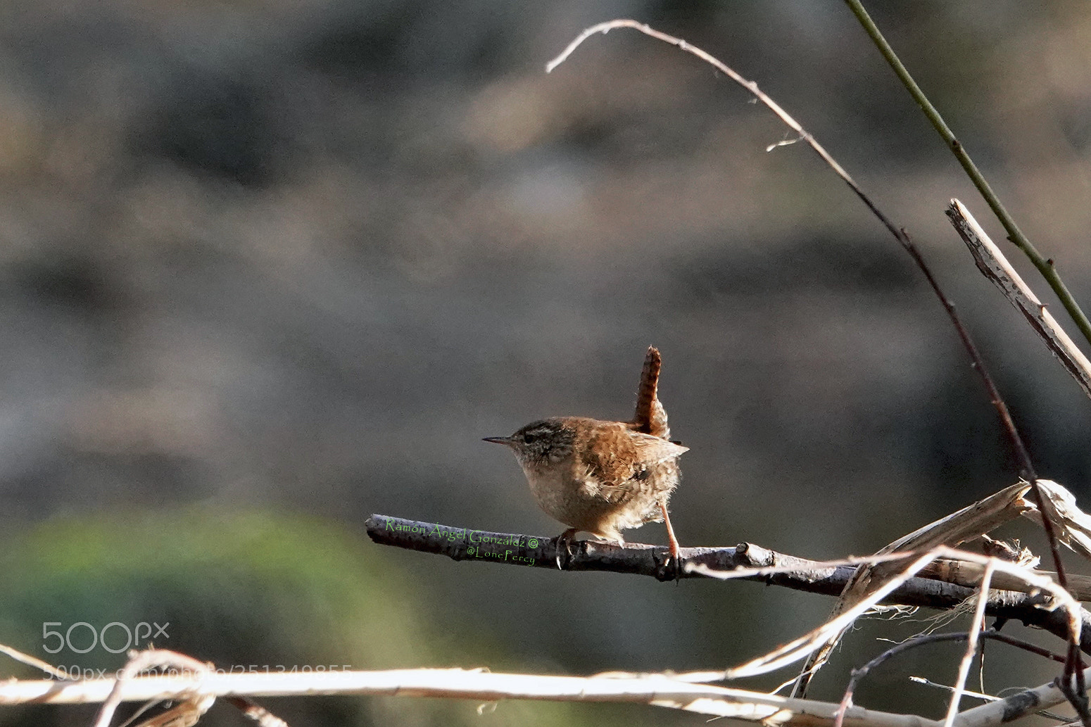 Sony Cyber-shot DSC-RX10 IV sample photo. Eurasian wren perched on photography