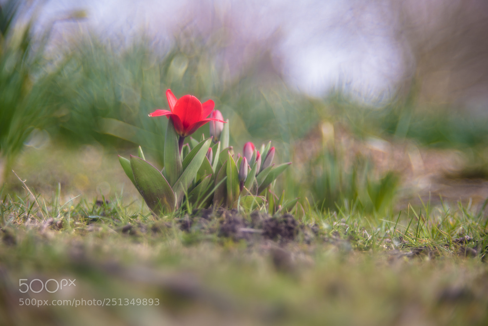 Nikon D750 sample photo. Easterflower photography