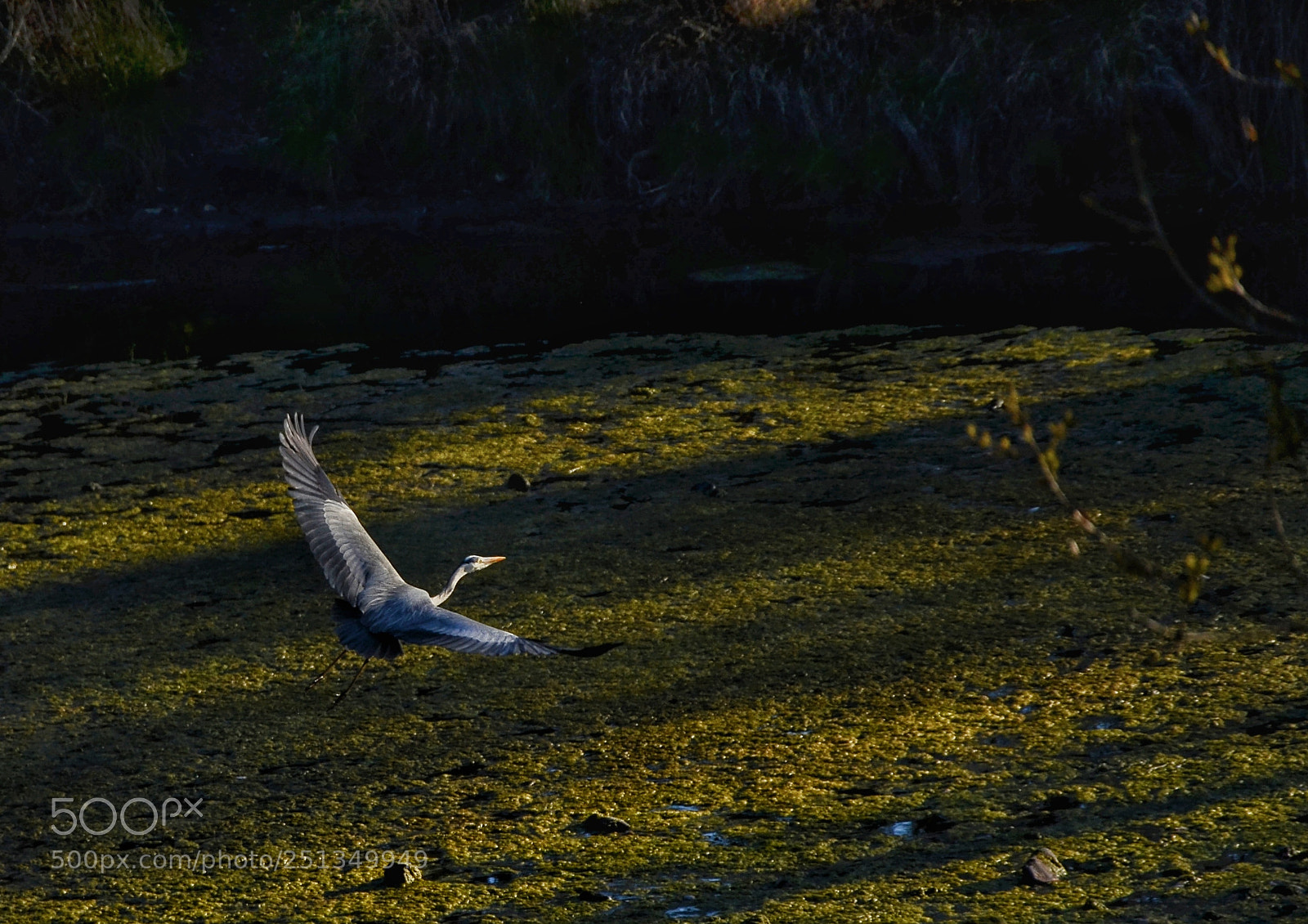 Nikon D5100 sample photo. The phoenix flight photography
