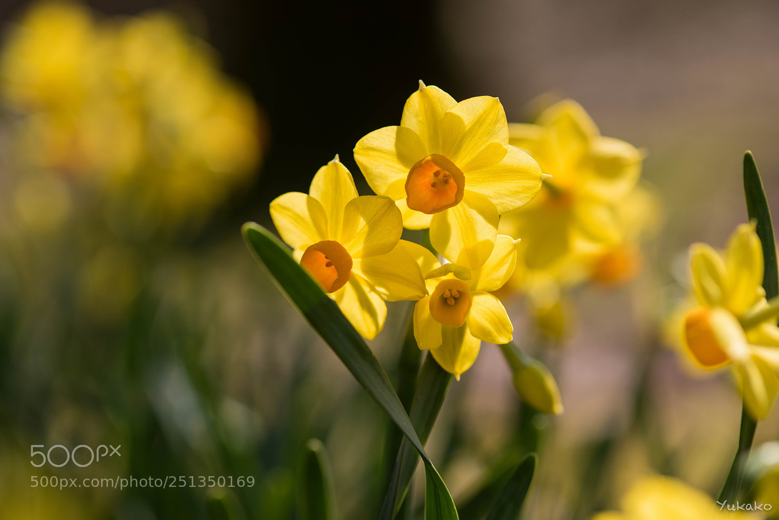 Nikon D750 sample photo. Narcissus photography