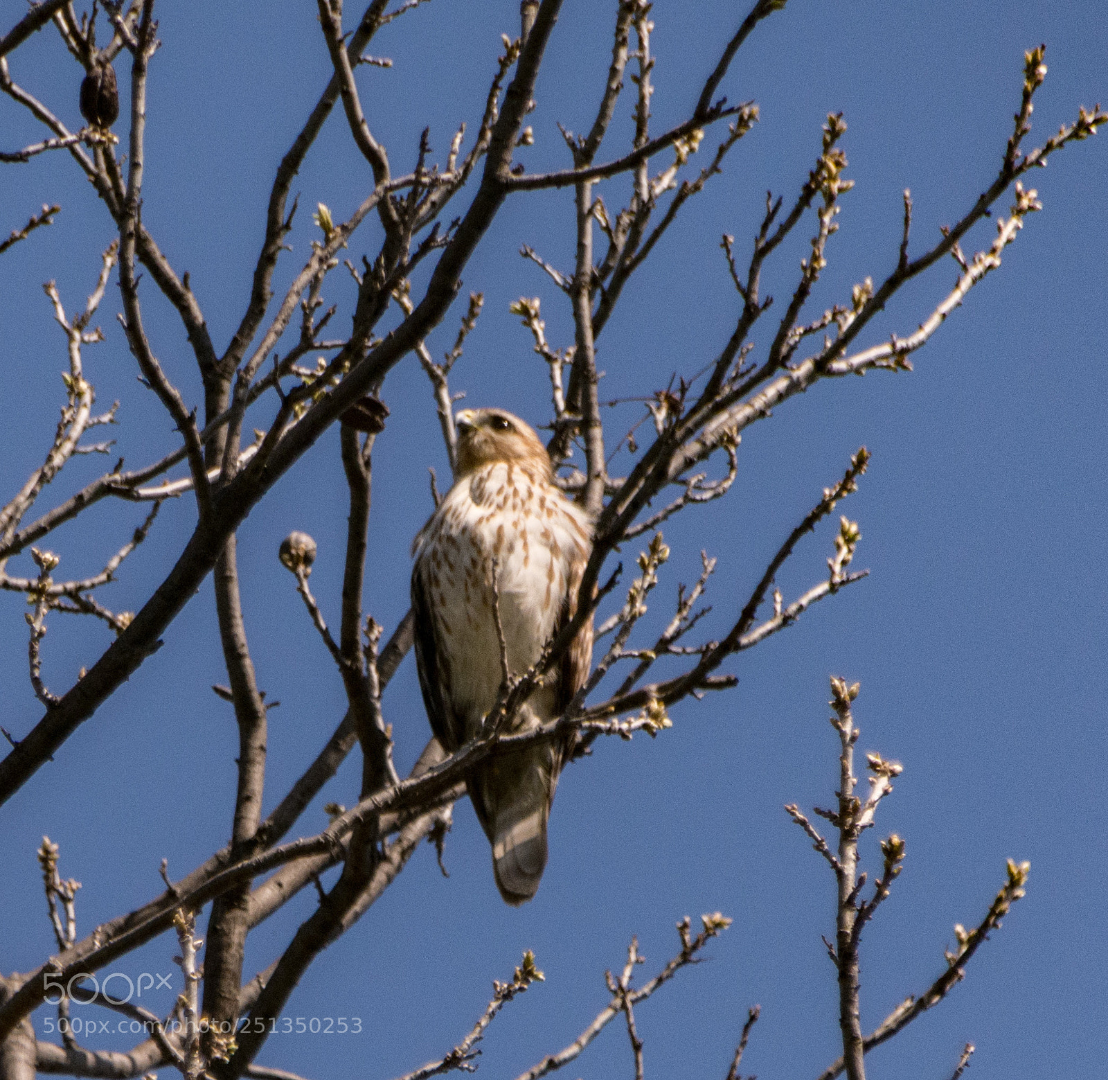 Nikon D7100 sample photo. Hawk morning - late photography