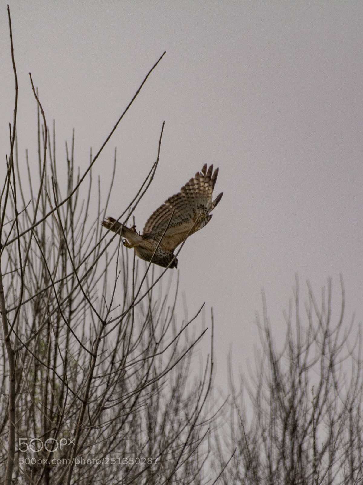 Nikon D7100 sample photo. Hawk morning - taking photography