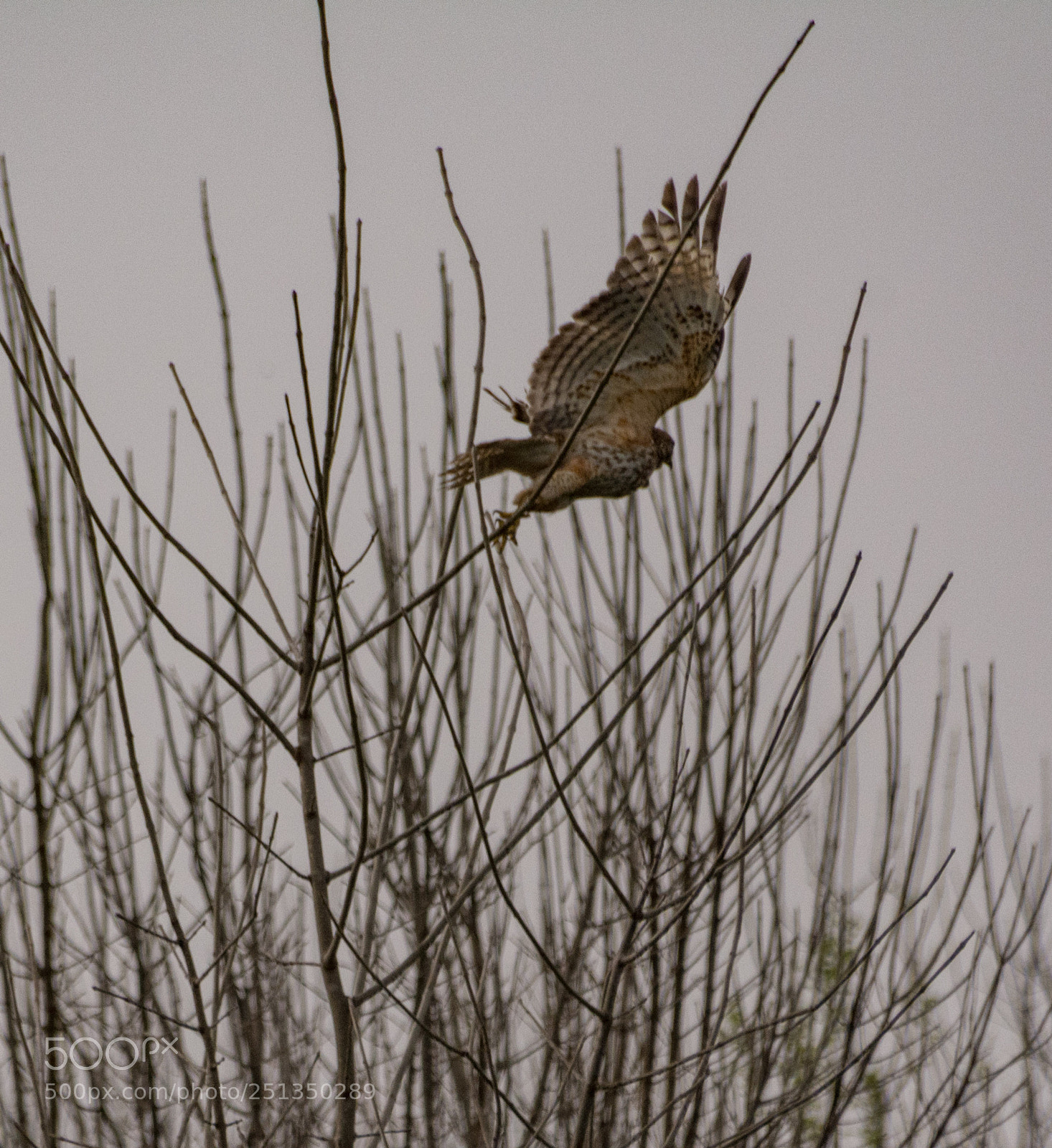 Nikon D7100 sample photo. Hawk morning - spreading photography