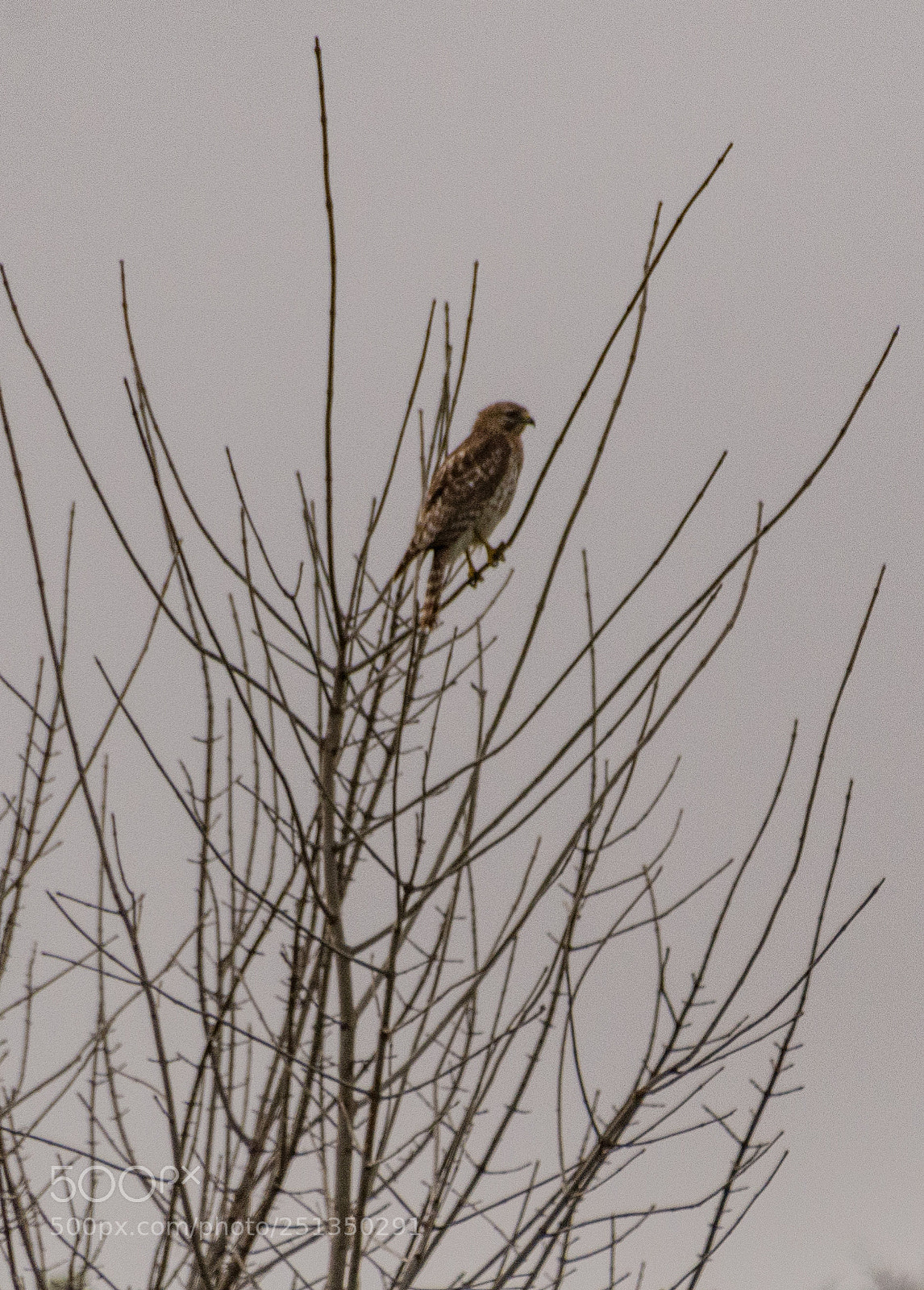 Nikon D7100 sample photo. Hawk morning - early photography