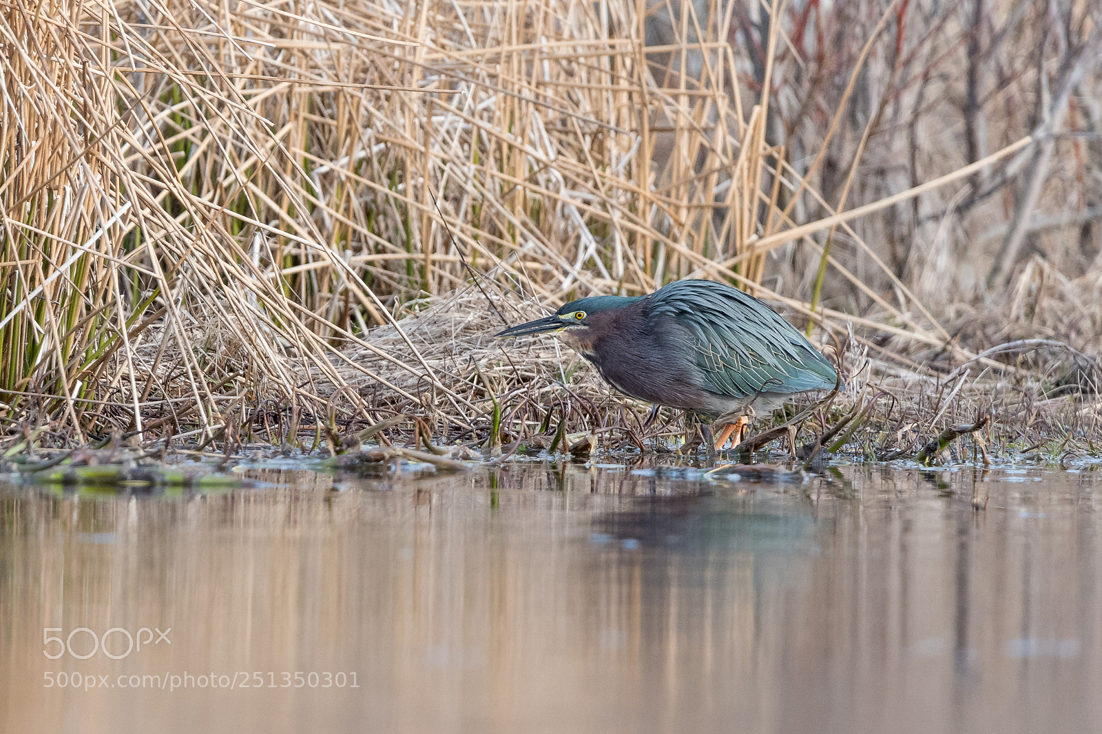 Nikon D500 sample photo. Green heron photography