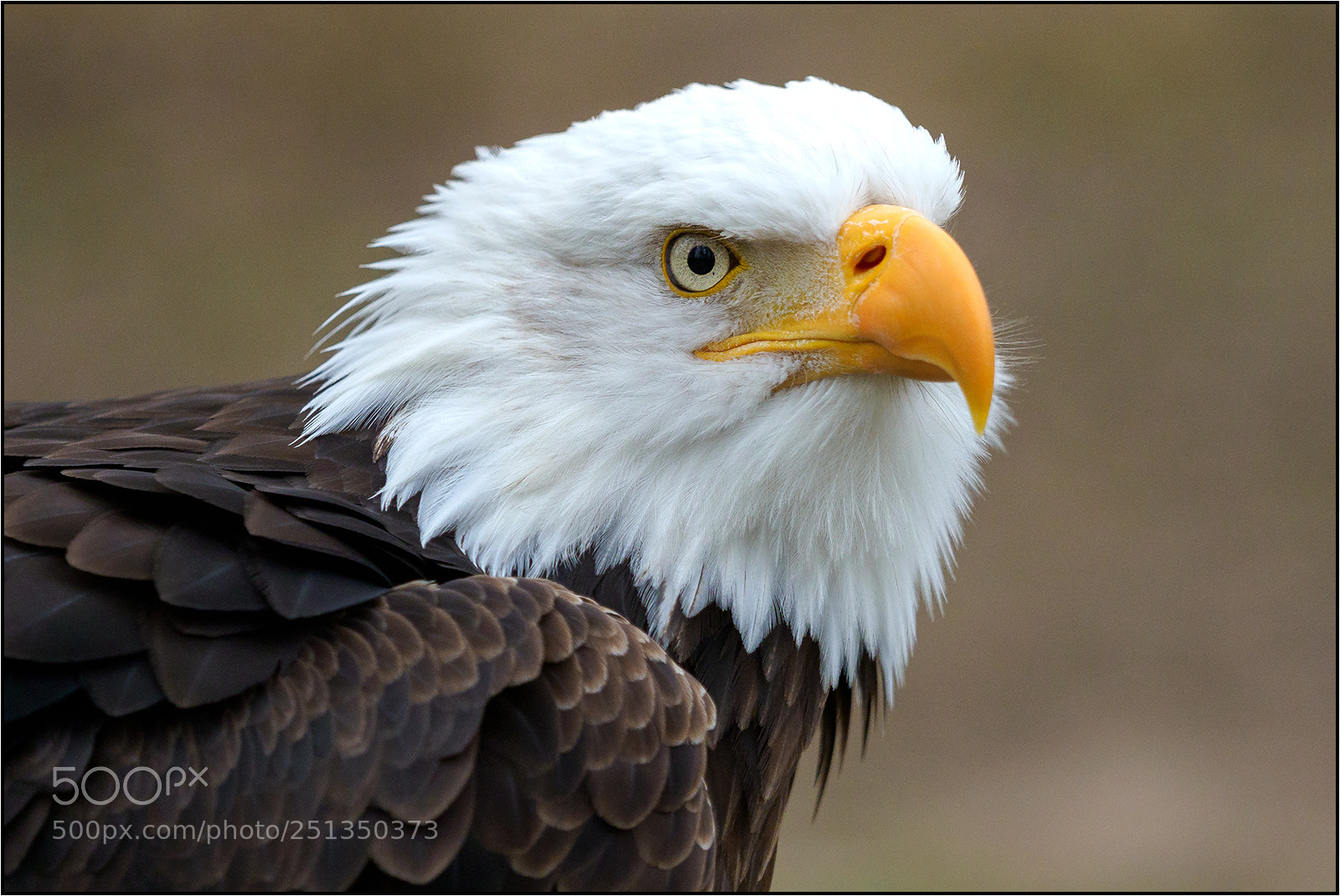 Olympus OM-D E-M1 Mark II sample photo. Weißkopfseeadler photography