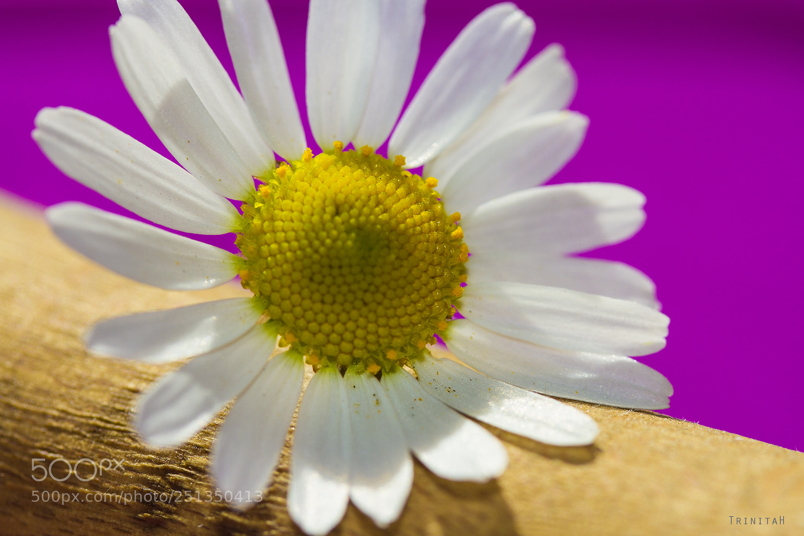 Canon EOS 7D sample photo. Springtime photography