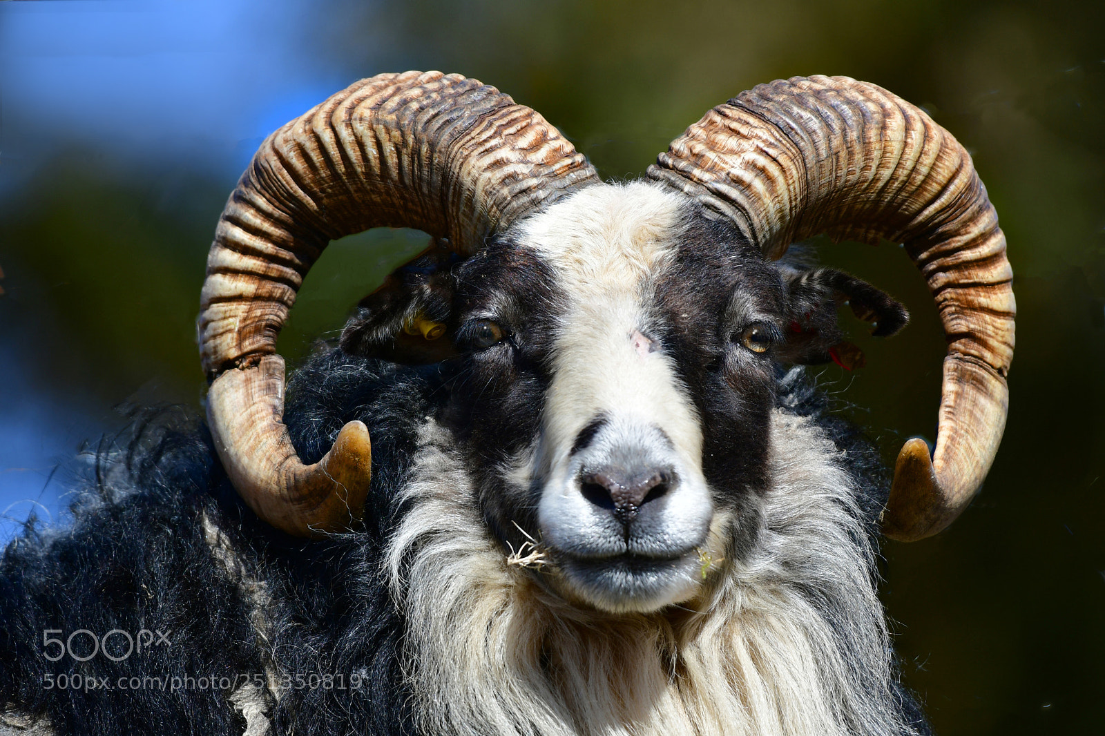 Nikon D500 sample photo. Sheep photography