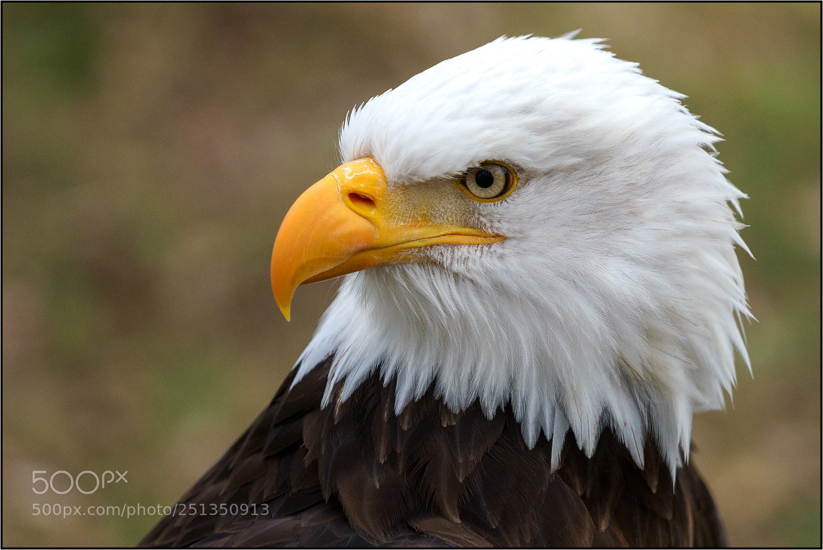 Olympus OM-D E-M1 Mark II sample photo. Weißkopfseeadler photography