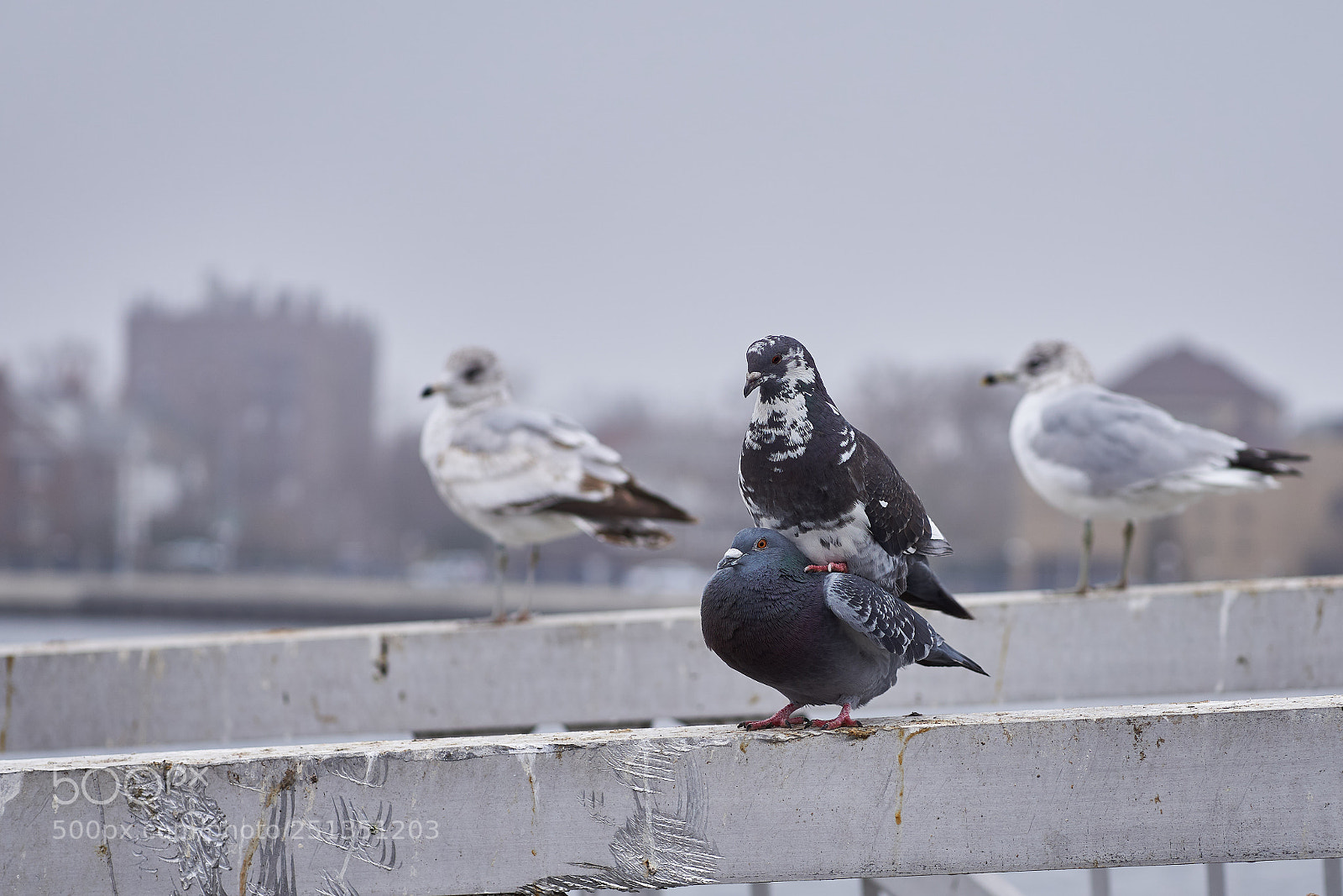 Sony a6000 sample photo. Mounted photography