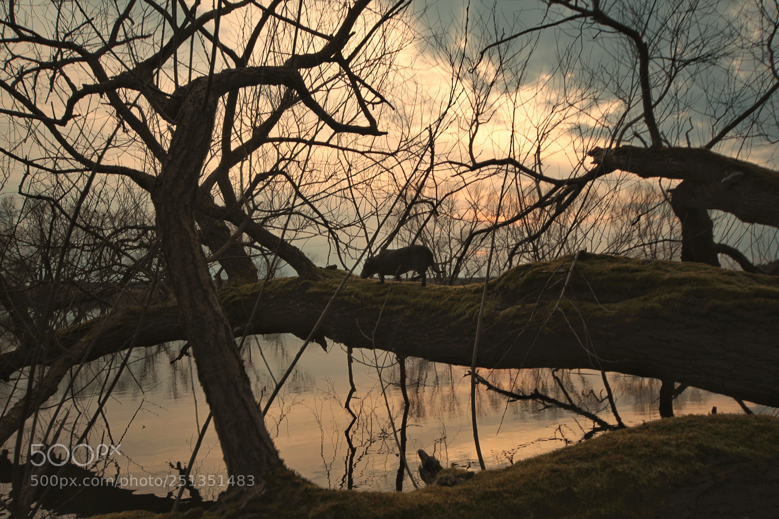 Canon EOS-1D Mark IV sample photo. Untitled photography