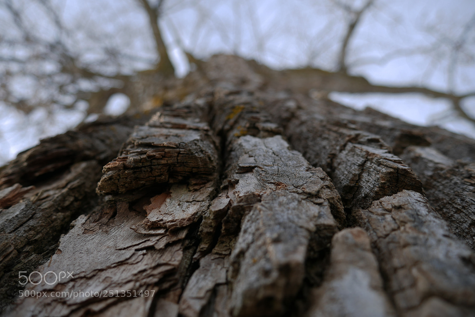 Panasonic Lumix DMC-G7 sample photo. Woodland photography