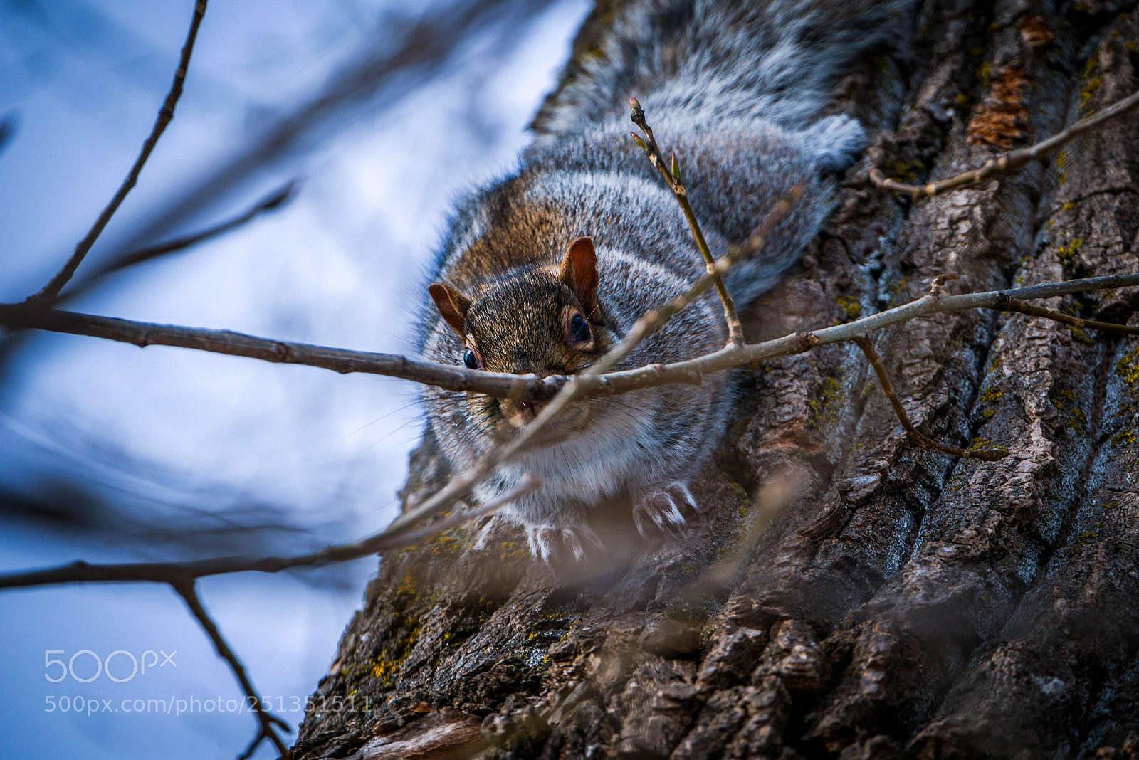 Panasonic Lumix DMC-G7 sample photo. Mr. squirrel photography