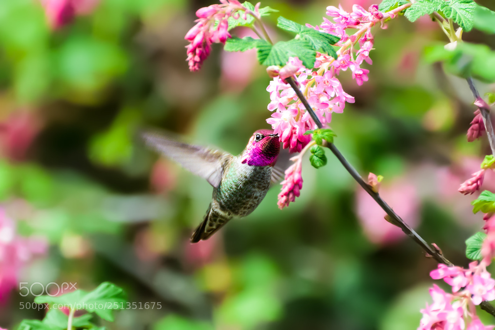 Nikon D800 sample photo. Spring nectar photography