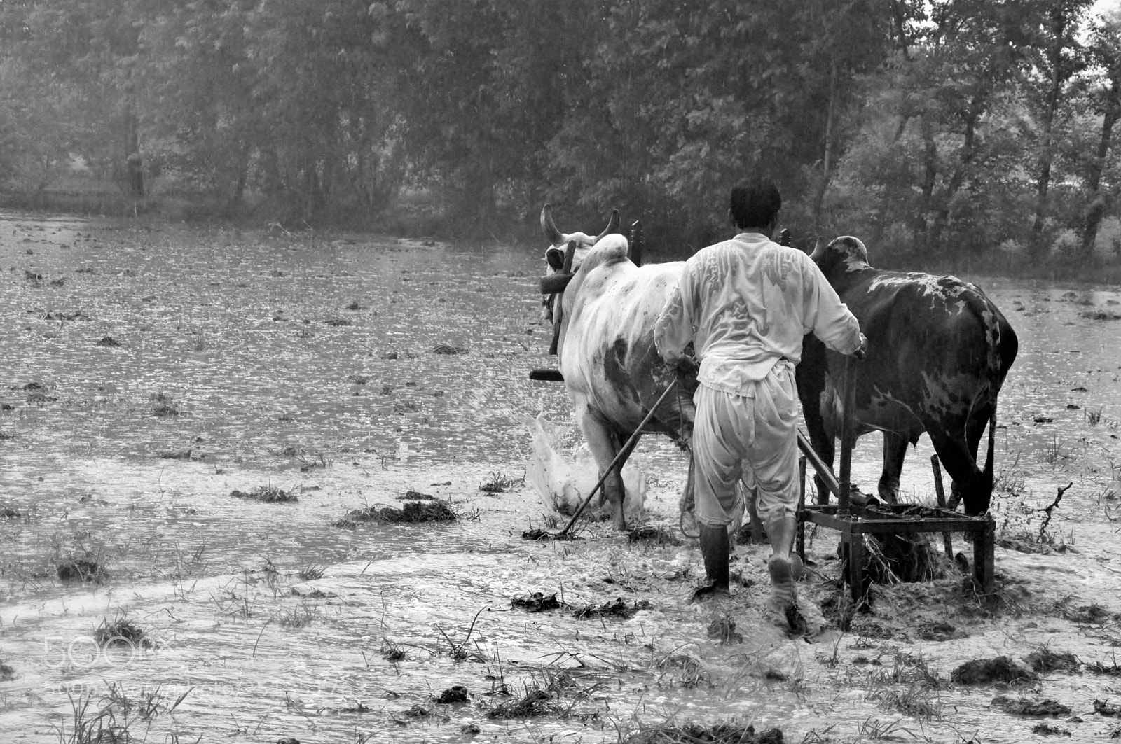 Nikon D3200 sample photo. Farmer photography