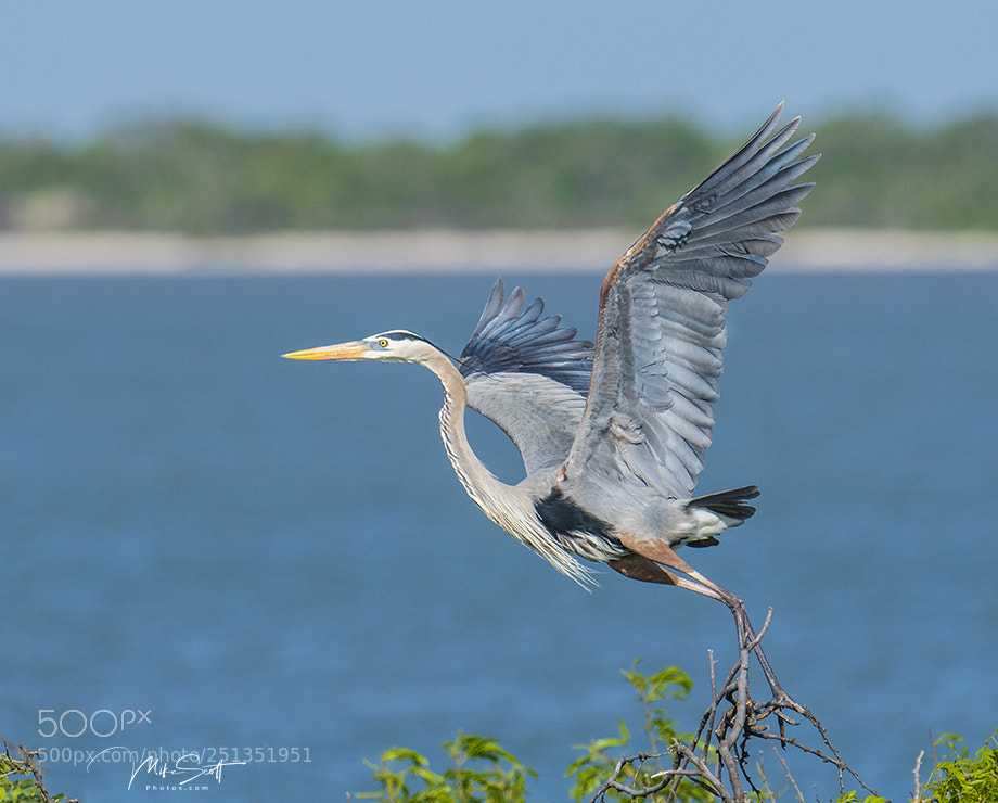 Nikon D500 sample photo. Great blue liftoff photography