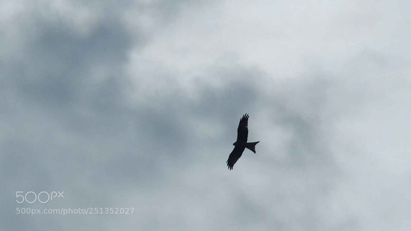 Olympus STYLUS1,1s sample photo. Fly like an eagle photography