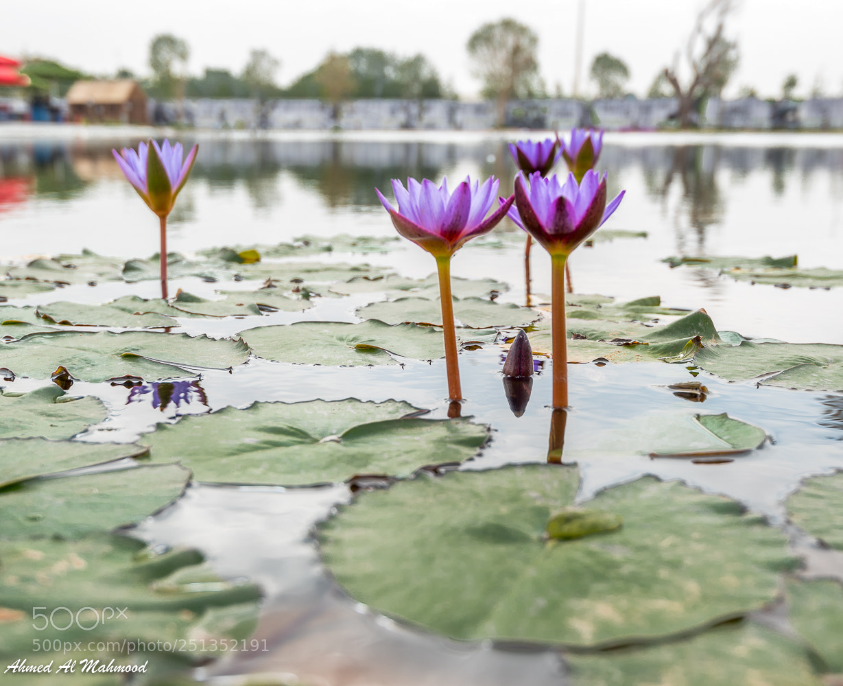 Nikon D750 sample photo. Three flowers pond photography