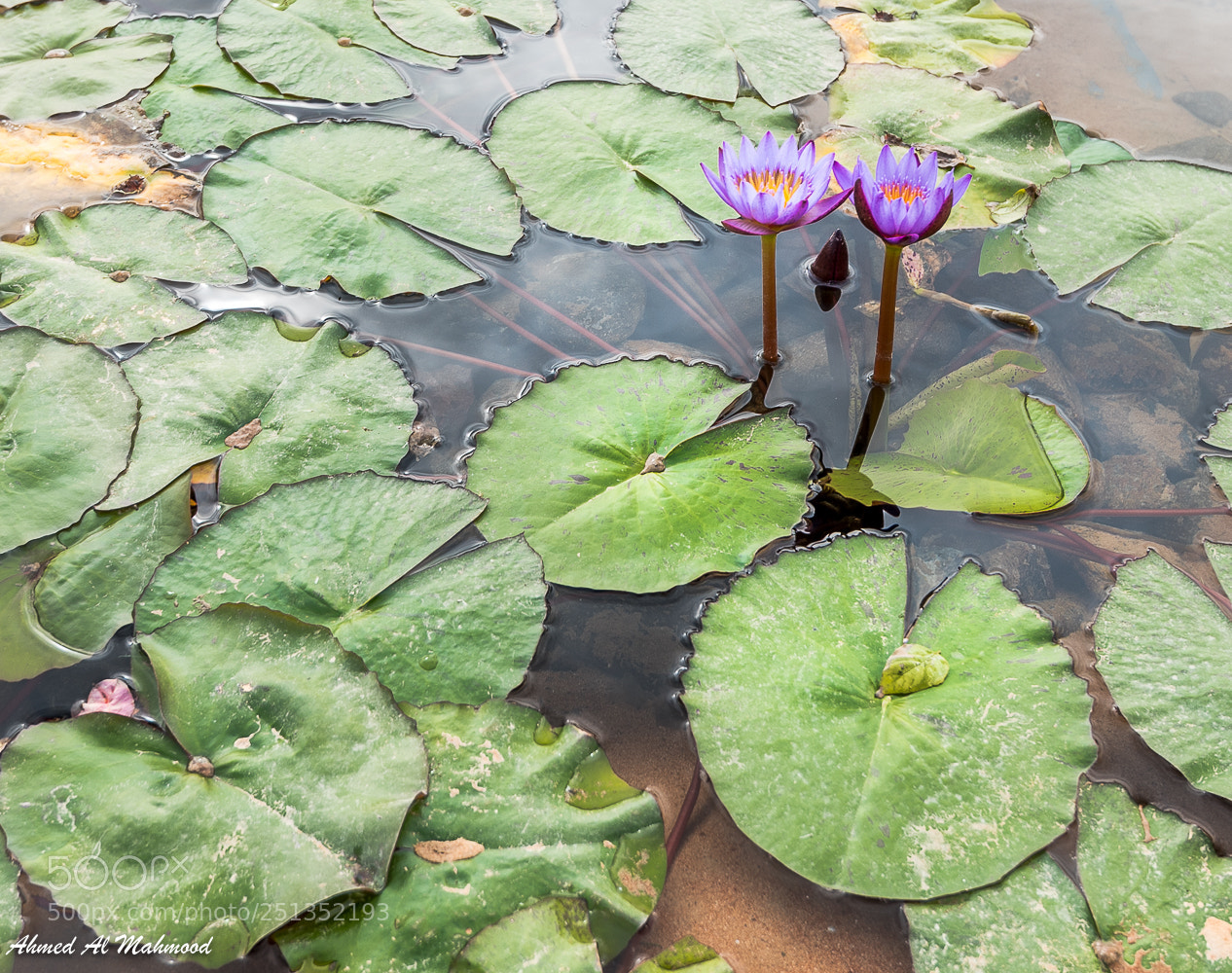 Nikon D750 sample photo. Two flowers pond photography