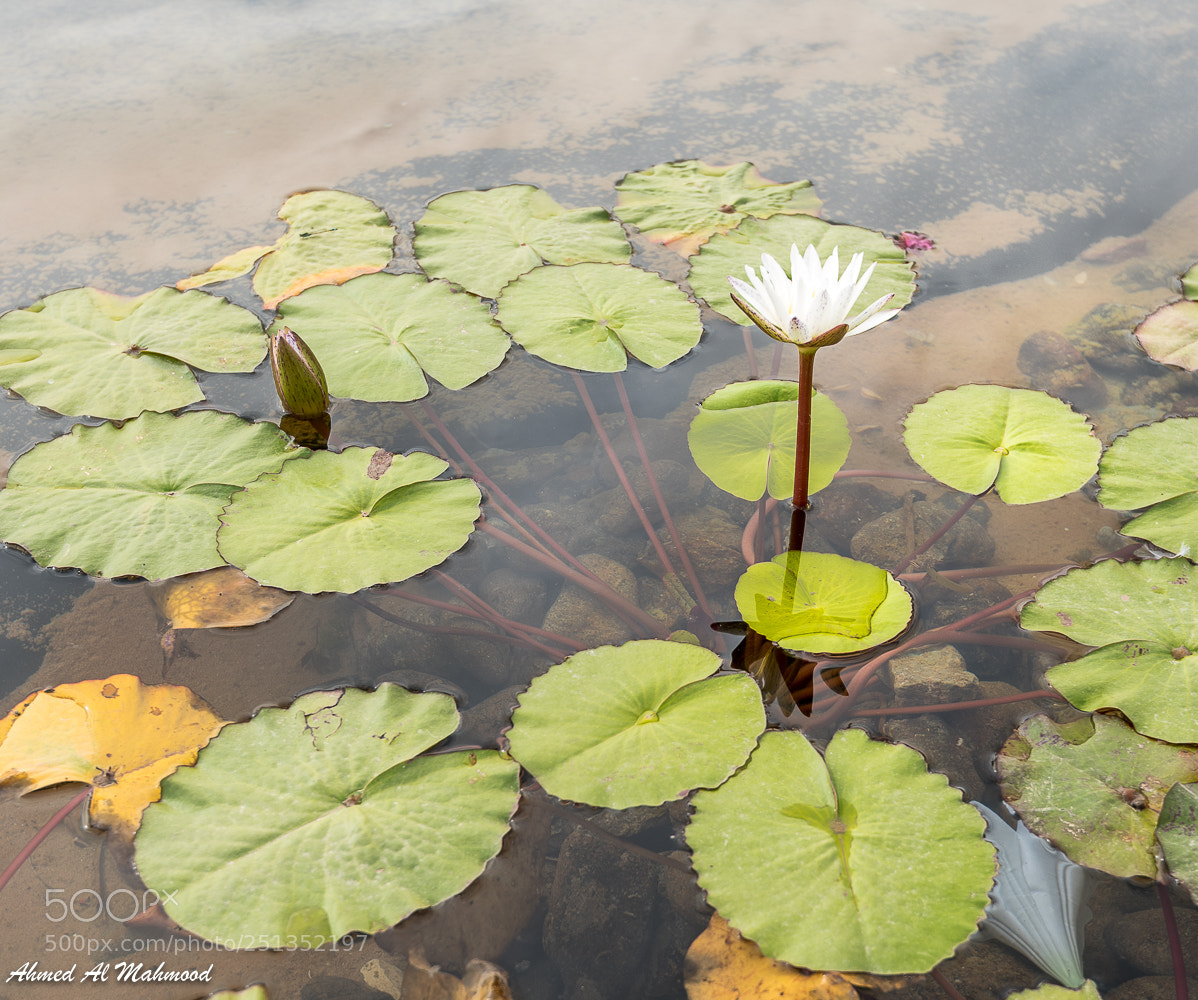 Nikon D750 sample photo. White flower pond photography