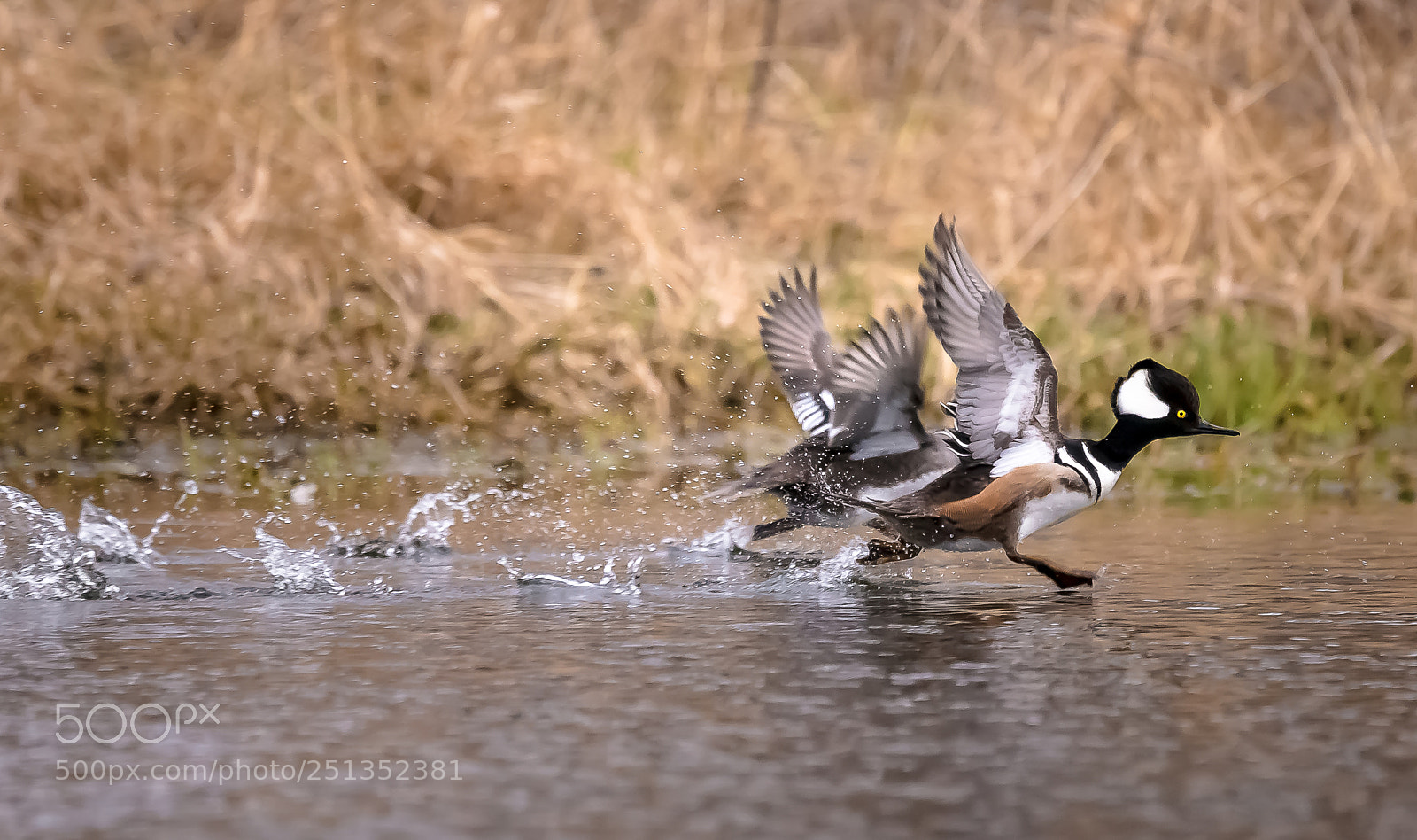 Sony SLT-A99V sample photo. Walk on water photography