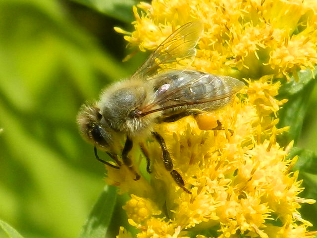 Nikon COOLPIX L310 sample photo. Bumble bee photography