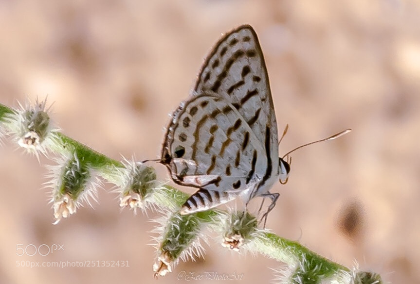 Nikon D5100 sample photo. The butterfly effect photography