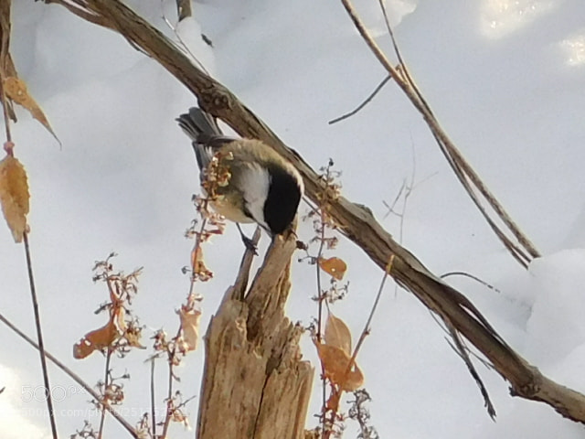 Nikon Coolpix B500 sample photo. Chickadee photography