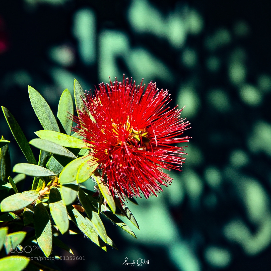 Nikon D850 sample photo. Bottlebrush photography